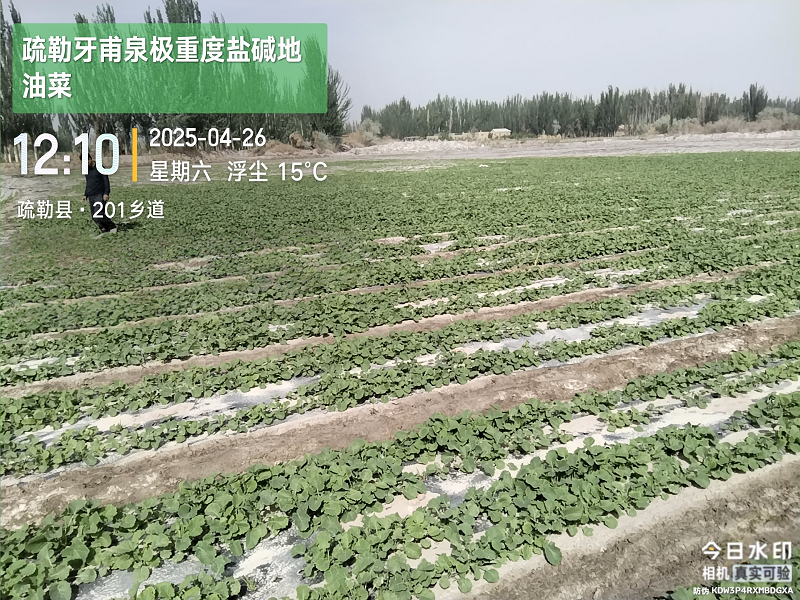 中油早2号-所网.png