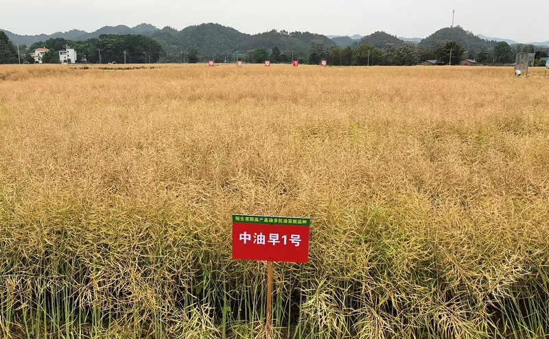 11号.jpg